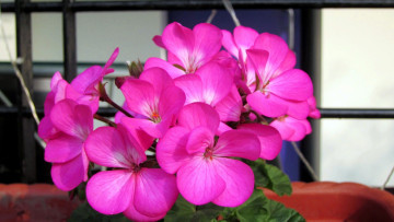 Картинка цветы герань розовый