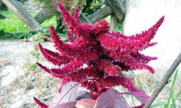 Картинка цветы амаранты пушистый