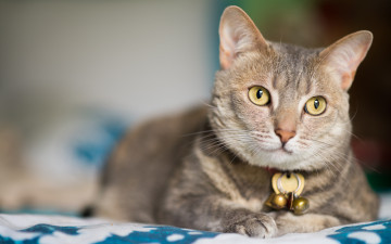 Картинка животные коты +котята кошка взгляд