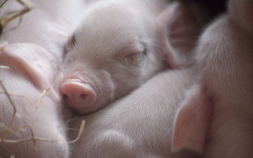 Картинка животные свиньи +кабаны поросята