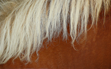 Картинка разное текстуры шерсть грива