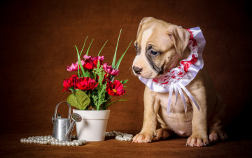 Картинка животные собаки букет жабо