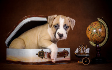 обоя животные, собаки, щенок, глобус, чемодан