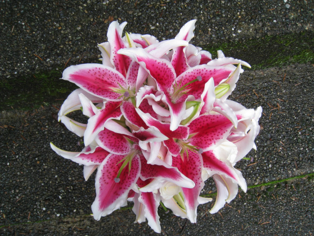 Обои картинки фото цветы, букеты,  композиции, лилии