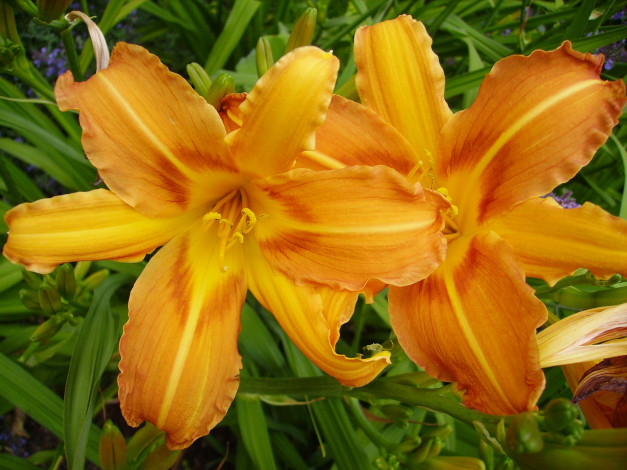 Обои картинки фото цветы, лилии,  лилейники, лилия