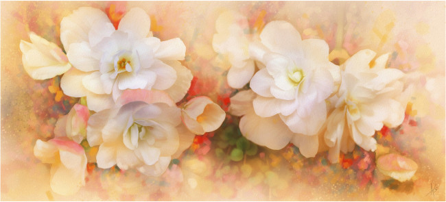 Обои картинки фото рисованные, цветы, бегония