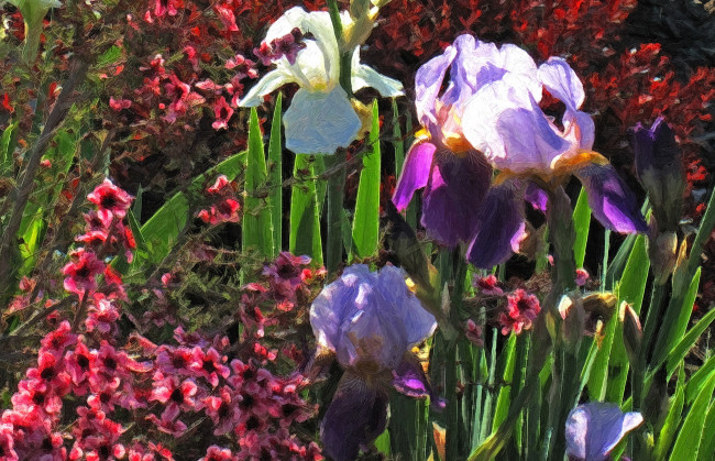 Обои картинки фото разное, компьютерный дизайн, цветы, ирис