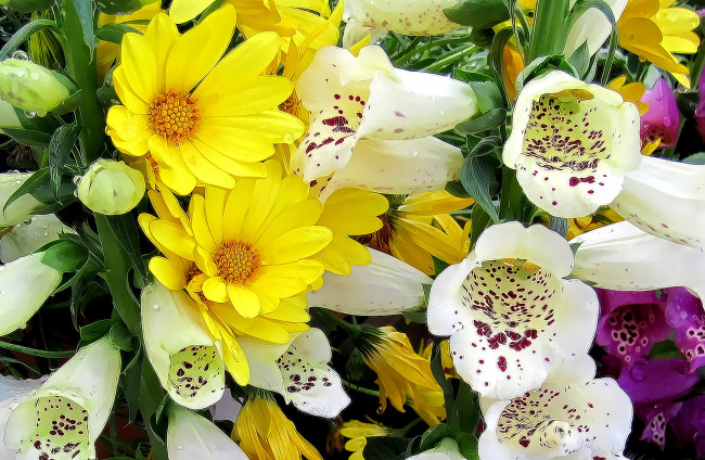 Обои картинки фото разное, компьютерный дизайн, цветы