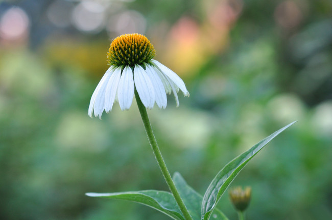 Обои картинки фото цветы, эхинацея, белый
