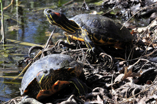 Обои картинки фото животные, Черепахи, черепахи, вода, камыш