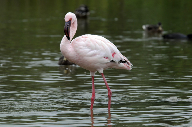 Обои картинки фото животные, фламинго