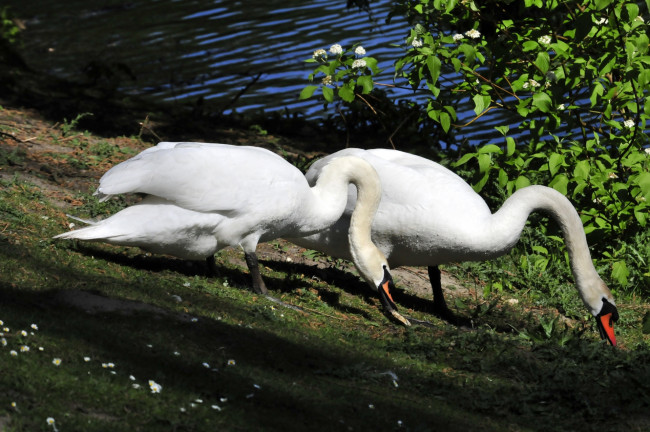 Обои картинки фото животные, лебеди, птицы, трава