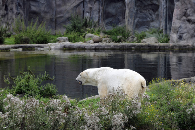 Обои картинки фото животные, медведи, медведь