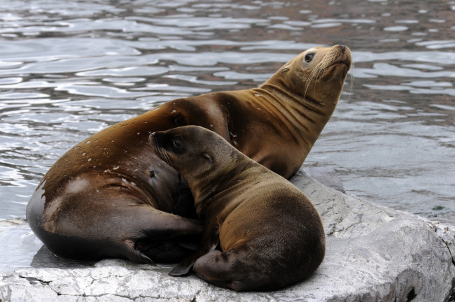 Обои картинки фото животные, моржи