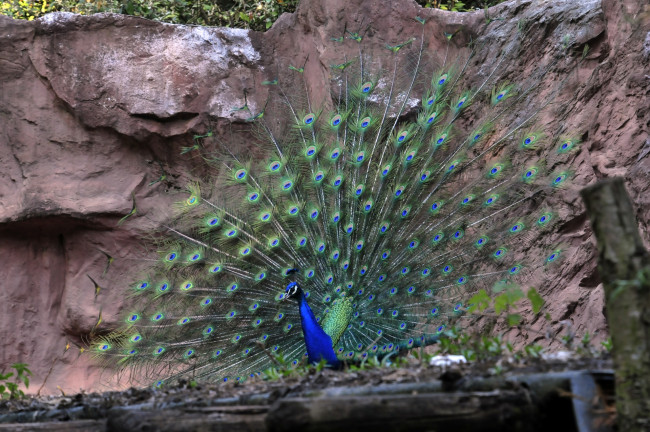 Обои картинки фото животные, павлины, птица, павлин