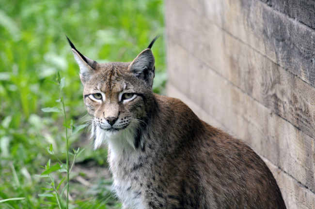 Обои картинки фото животные, рыси, рысь