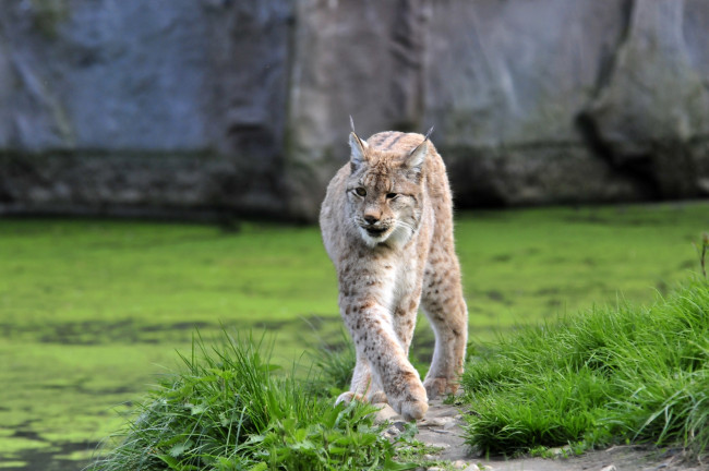 Обои картинки фото животные, рыси, животное, рысь, тропинка, трава