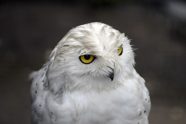 Обои картинки фото животные, совы, сова, белая
