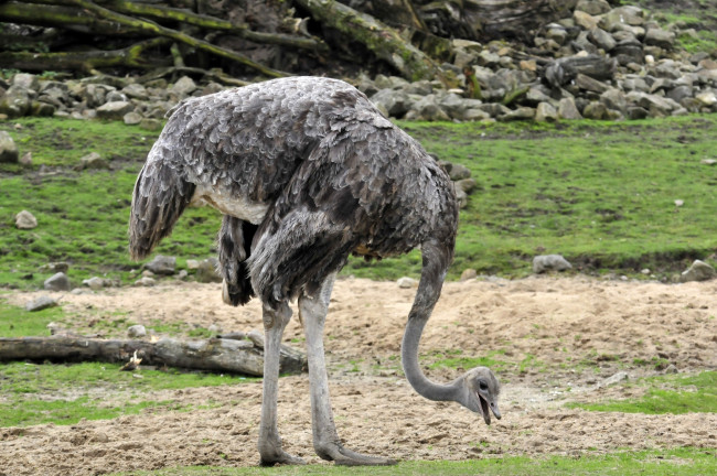 Обои картинки фото животные, страусы, страус, трава, еда