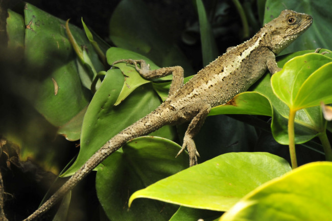 Обои картинки фото животные, Ящерицы,  игуаны,  вараны, ящерица, листья