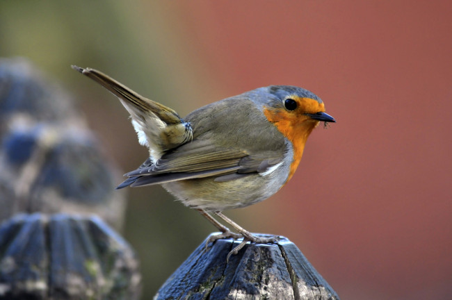 Обои картинки фото животные, зарянки , малиновки, птица, камень