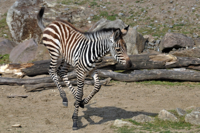 Обои картинки фото животные, зебры, зебра