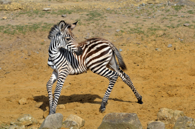 Обои картинки фото животные, зебры, зебра