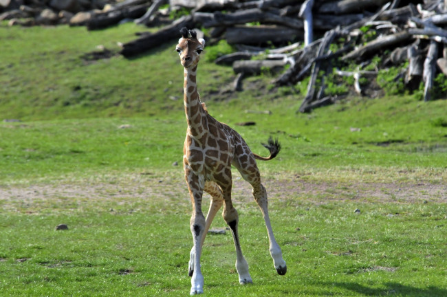 Обои картинки фото животные, жирафы, животное, маленький, жираф