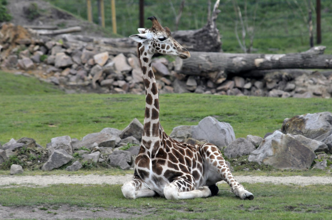 Обои картинки фото животные, жирафы, животное, маленький, жираф