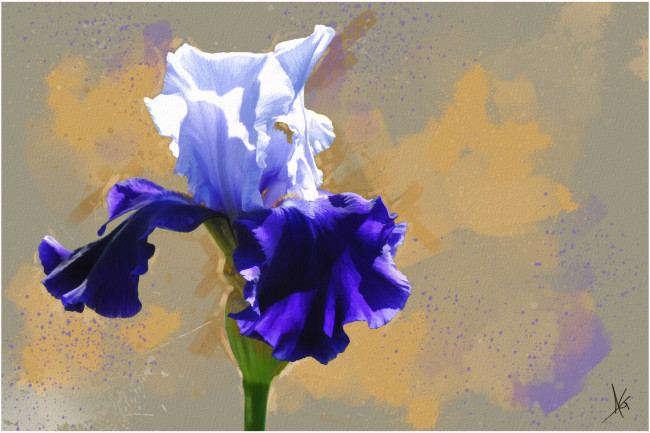 Обои картинки фото рисованные, цветы, ирис