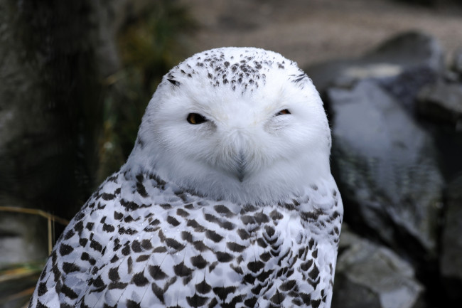 Обои картинки фото животные, совы, белая, сова