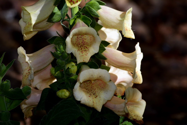 Обои картинки фото цветы, дигиталис , наперстянка, макро