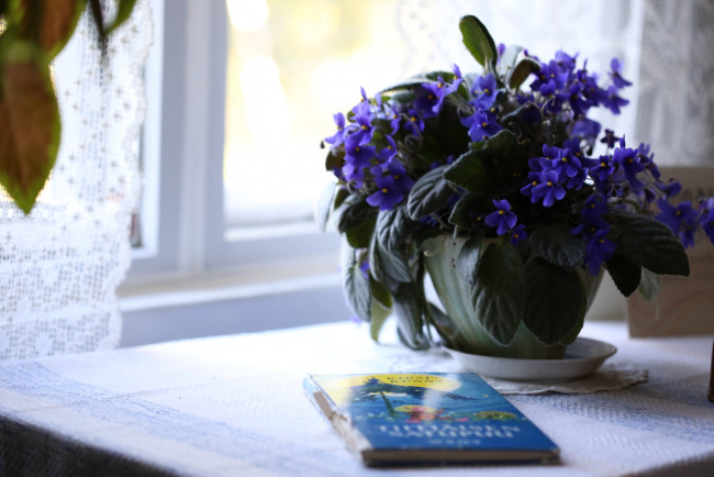 Обои картинки фото цветы, фиалки, фиалка