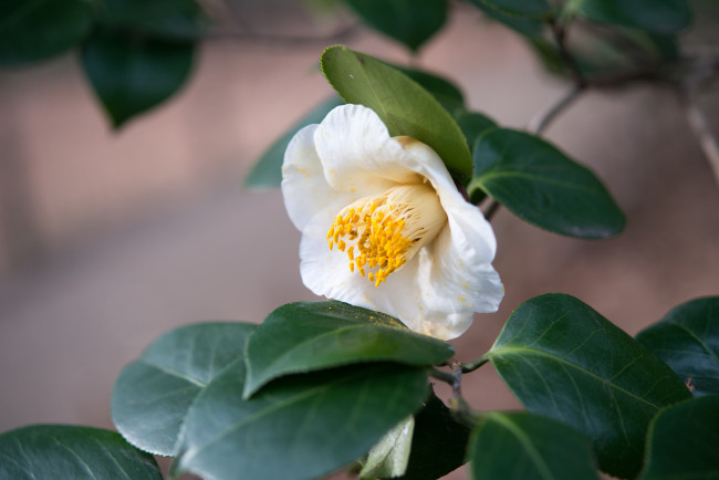 Обои картинки фото цветы, камелии, дерево, цветок