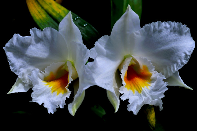 Обои картинки фото цветы, орхидеи, орхидея