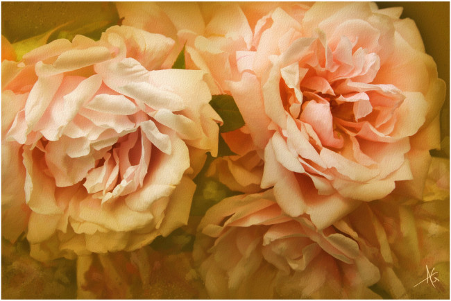 Обои картинки фото рисованные, цветы, розы