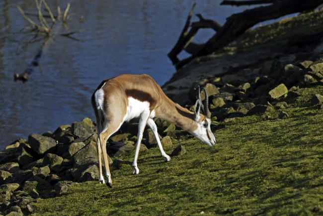 Обои картинки фото животные, антилопы, газель