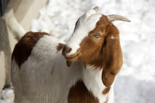 Обои картинки фото животные, козы, коза, животное