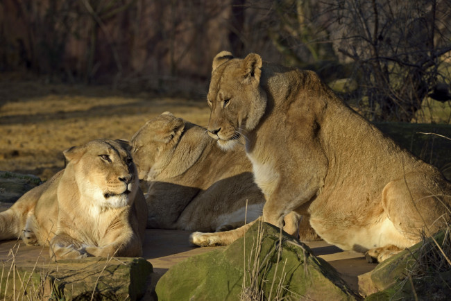 Обои картинки фото животные, львы