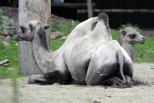 Обои картинки фото животные, верблюды