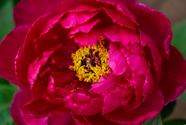 Обои картинки фото цветы, пионы, пион