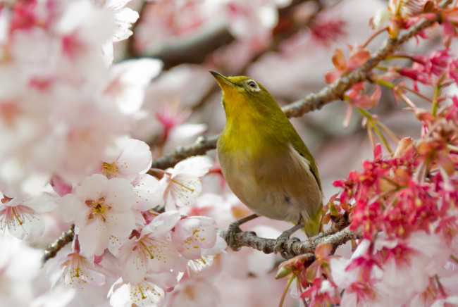Обои картинки фото животные, белоглазки, птица, цветы, дерево