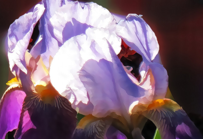 Обои картинки фото разное, компьютерный дизайн, цветы, ирис