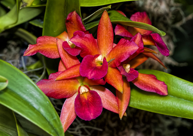 Обои картинки фото цветы, орхидеи, экзотика