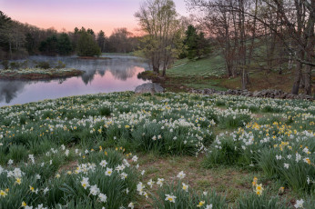 Картинка природа реки озера река лес цветы луг