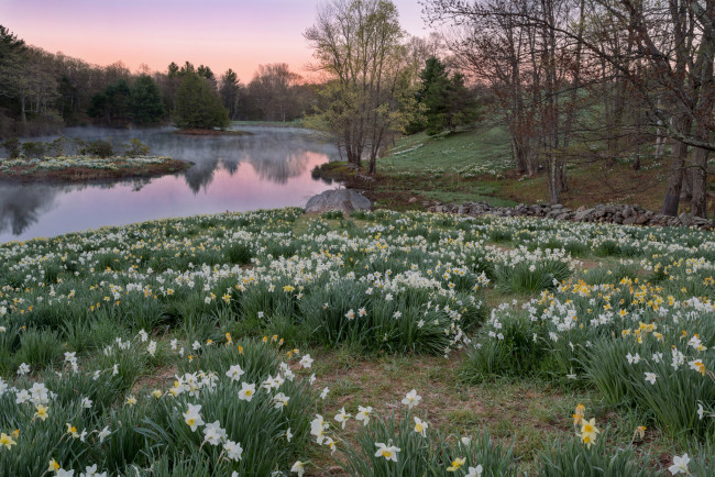 Обои картинки фото природа, реки, озера, река, лес, цветы, луг