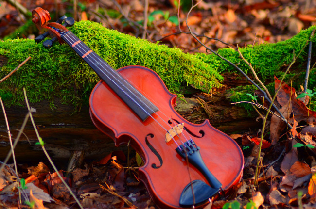 Обои картинки фото музыка, -музыкальные инструменты, скрипка
