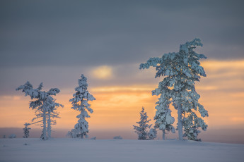 Картинка природа зима finland lapland финляндия лапландия снег деревья