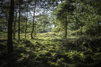 Картинка природа лес простор