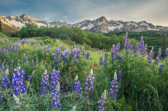 Картинка природа луга простор